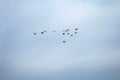 Flock of ducks. Males of common merganser