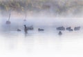 Flock of ducks in misty, dreamlike waters early dawn. Colorful autumn forest in background. Royalty Free Stock Photo