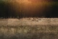 Flock of ducks in misty waters early dawn. Royalty Free Stock Photo