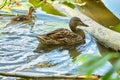 Flock of ducks on pond with water lily plants Royalty Free Stock Photo