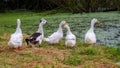 A flock of ducks by the river, breeding ducks