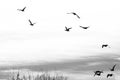 Flock of Ducks Silhouetted on a White Background Royalty Free Stock Photo