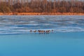 A flock of ducks sitting on a frozen pond on the ice Royalty Free Stock Photo