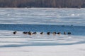 A flock of ducks sitting on a frozen pond on the ice Royalty Free Stock Photo
