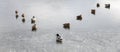 A flock of ducks are sitting on a frozen pond. Panorama format Royalty Free Stock Photo