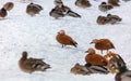 A flock of ducks on the snow in winter Royalty Free Stock Photo