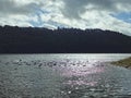 Flock of Ducks on Sparkling Lake Water with Tree-Covered Hills Royalty Free Stock Photo