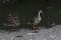 A flock of ducks standing on the shore