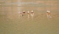 Flock of ducks standing on a thin sheet of ice Royalty Free Stock Photo