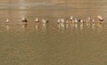 Flock of ducks standing on a thin sheet of ice Royalty Free Stock Photo