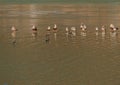 Flock of ducks standing on a thin sheet of ice Royalty Free Stock Photo