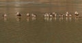 Flock of ducks standing on a thin sheet of ice Royalty Free Stock Photo