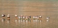 Flock of ducks standing on a thin sheet of ice Royalty Free Stock Photo