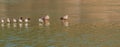 Flock of ducks standing on a thin sheet of ice Royalty Free Stock Photo