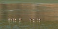 Flock of ducks standing on a thin sheet of ice Royalty Free Stock Photo