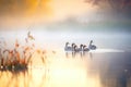 flock of ducks stirring quiet lake at daybreak