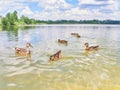 Flock of Ducks swim on the water