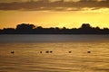 Flock of ducks swimming in the Baltic Sea with wooded shore and golden sunrise in the background