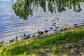 A flock of ducks swimming in a pond near the shore. Free-range poultry growing concept. Beautiful natural background with copy Royalty Free Stock Photo