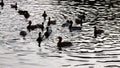 A flock of ducks swims in the pond Royalty Free Stock Photo