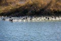 Flock of ducks takes off in a spray of water Royalty Free Stock Photo