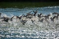 Flock of ducks takes off in a spray of water Royalty Free Stock Photo