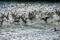 Flock of ducks takes off in a spray of water Royalty Free Stock Photo