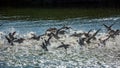 Flock of ducks takes off in a spray of water Royalty Free Stock Photo