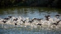 Flock of ducks takes off in a spray of water Royalty Free Stock Photo