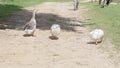A flock of ducks waddle along a dusty trail near a lush grassland,