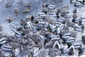 A flock of ducks on the water of a geothermal warm stream, close-up, blurred silhouettes of birds Royalty Free Stock Photo