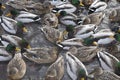 A flock of ducks on the water of a geothermal warm stream, close-up, blurred silhouettes of birds