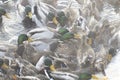 A flock of ducks on the water of a geothermal warm stream, close-up, blurred silhouettes of birds Royalty Free Stock Photo