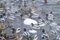 A flock of ducks on the water of a geothermal warm stream near the snowy coast in winter Royalty Free Stock Photo