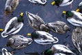 A flock of ducks on the water of a geothermal warm stream, top view, blurred silhouettes of birds Royalty Free Stock Photo
