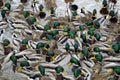 Flock of ducks on the water in winter. Lots of bright green necks. Wedding dress of feathers for spring.