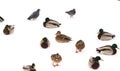 A flock of ducks on white snow in winter Royalty Free Stock Photo