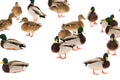 A flock of ducks on white snow in winter Royalty Free Stock Photo