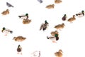 A flock of ducks on white snow in winter Royalty Free Stock Photo