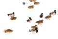 A flock of ducks on white snow in winter Royalty Free Stock Photo