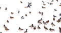 A flock of ducks on white snow in winter Royalty Free Stock Photo