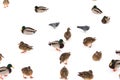 A flock of ducks on white snow in winter Royalty Free Stock Photo