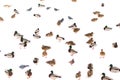 A flock of ducks on white snow in winter Royalty Free Stock Photo