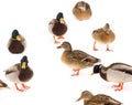A flock of ducks on white snow in winter Royalty Free Stock Photo