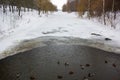 a flock of ducks in a winter pond