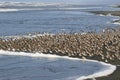 Flock of Dunlin on the Beach Royalty Free Stock Photo