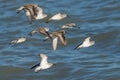 Flock of dunlin birds flying over the ocean water. Royalty Free Stock Photo