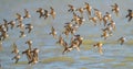 Flock of dunlin birds flying over the ocean water. Royalty Free Stock Photo