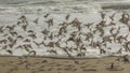 Flock of Dunlin Calidris alpina landing on the beach Royalty Free Stock Photo
