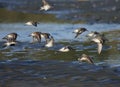 Flock of Dunlin flies low over the sand flats early in the morning Royalty Free Stock Photo